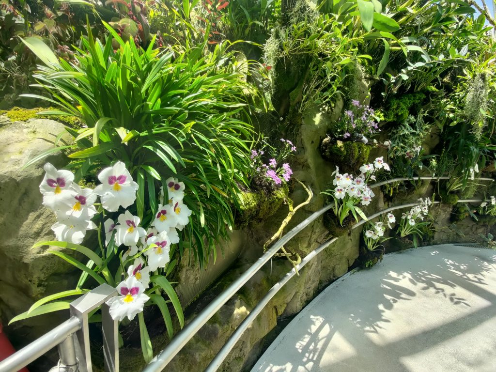 Jardin Botánico, jardín de orquideas: , foto propiedad de MyMadventures.com