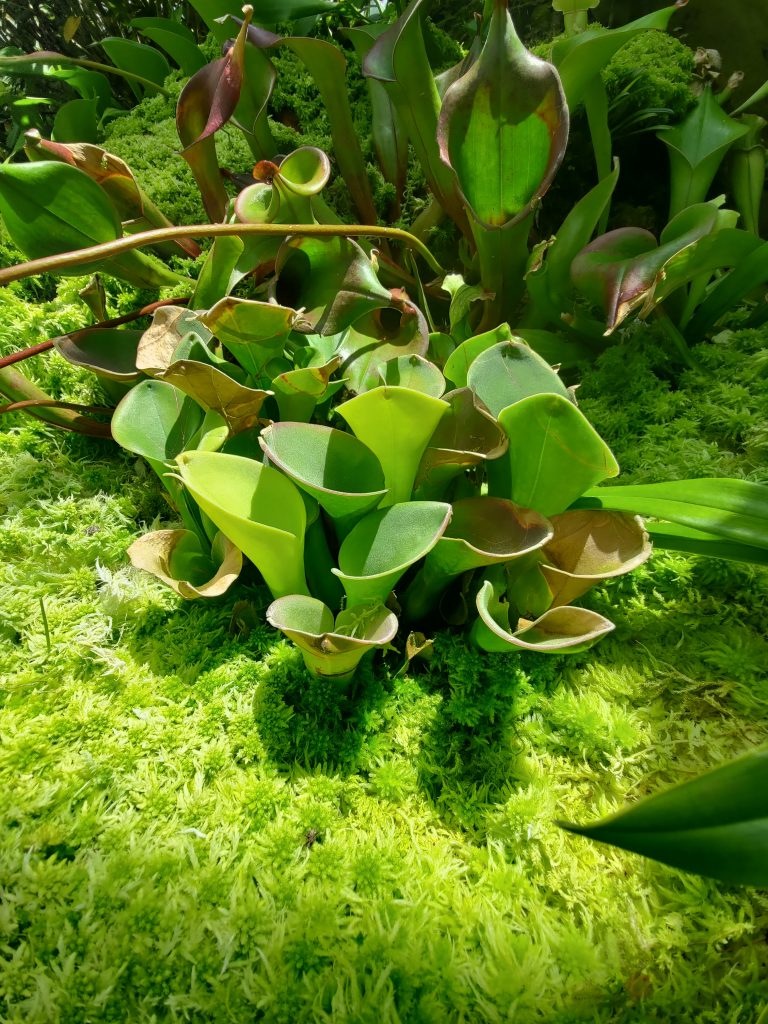 Jardin Botánico, Jardín de Orquideas, foto propiedad de MyMadventures.com
