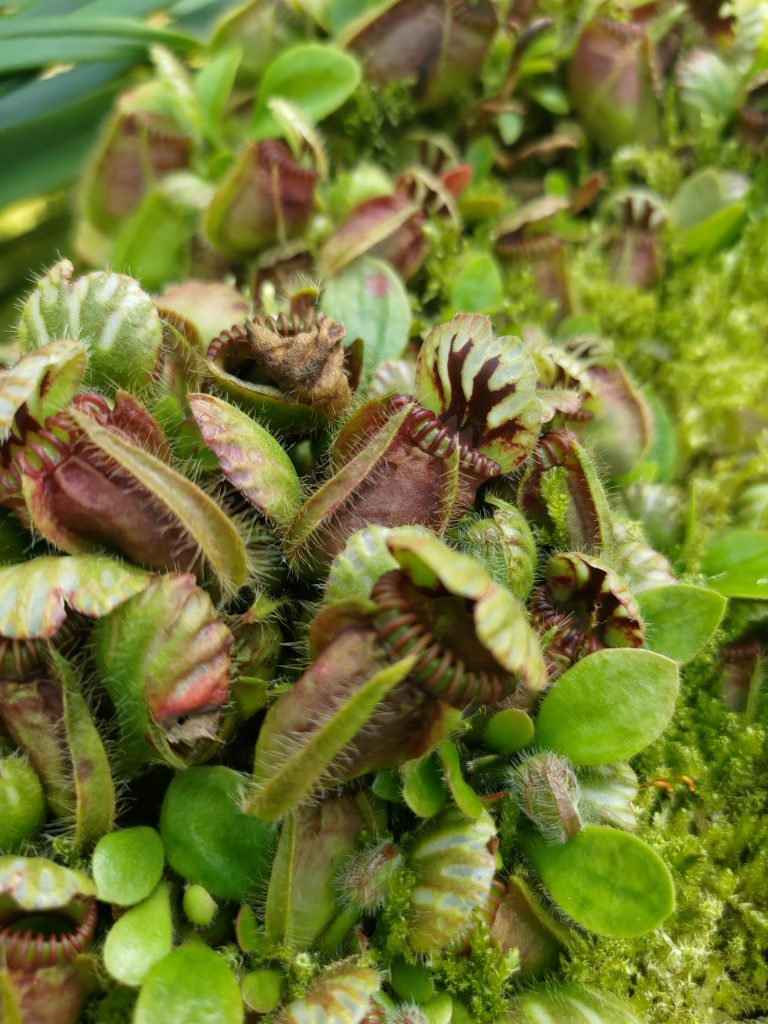 Jardin Botánico, Jardín de Orquideas, planta carnivora, foto propiedad de MyMadventures.com